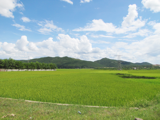Cánh đồng Kẻ Hạ ngày nay.